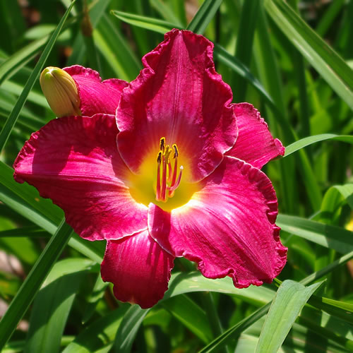 Hemerocallis Addis Ababa